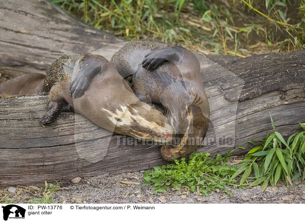 Riesenotter / giant otter / PW-13776