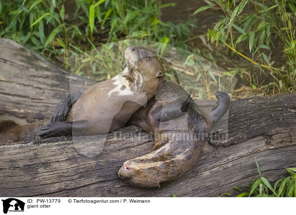 Riesenotter / giant otter / PW-13779