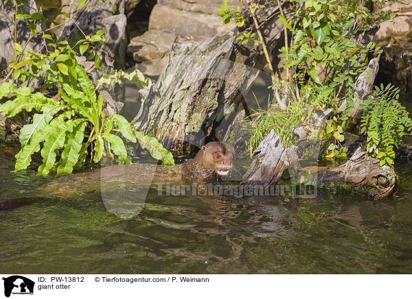 Riesenotter / giant otter / PW-13812