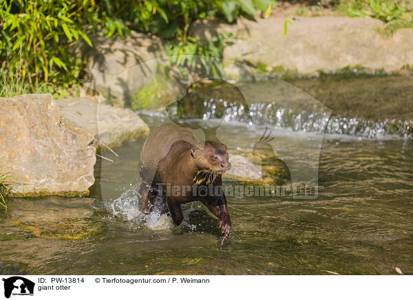 Riesenotter / giant otter / PW-13814