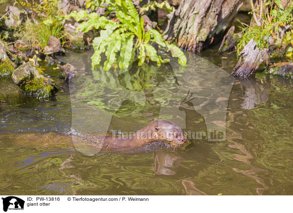 Riesenotter / giant otter / PW-13816