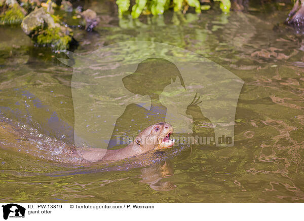 Riesenotter / giant otter / PW-13819