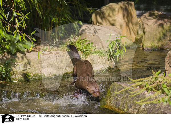 Riesenotter / giant otter / PW-13822