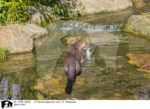 Riesenotter / giant otter / PW-13825