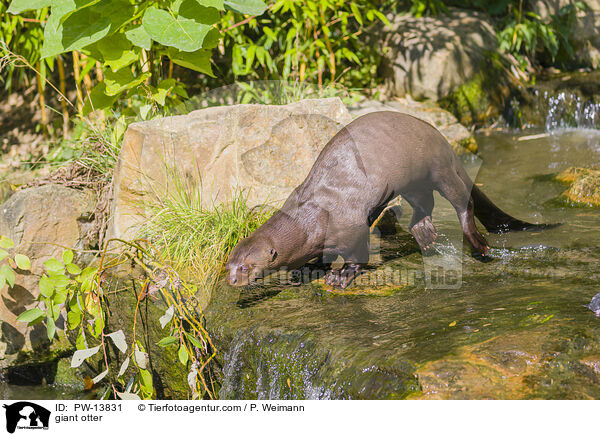 Riesenotter / giant otter / PW-13831