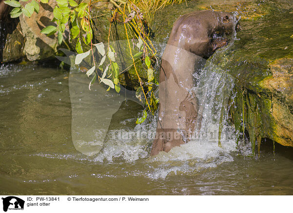 Riesenotter / giant otter / PW-13841