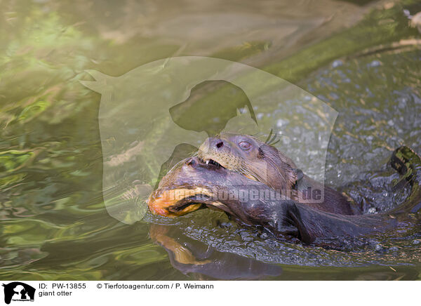 Riesenotter / giant otter / PW-13855