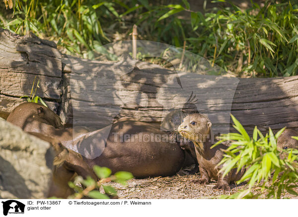 Riesenotter / giant otter / PW-13867