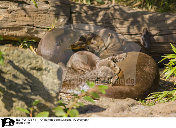 Riesenotter / giant otter / PW-13871