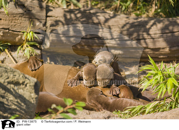 Riesenotter / giant otter / PW-13875