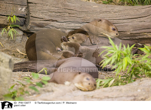 Riesenotter / giant otter / PW-13877