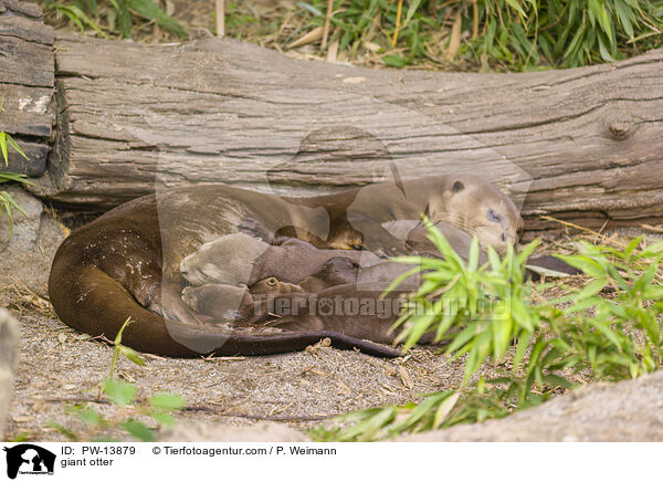 Riesenotter / giant otter / PW-13879