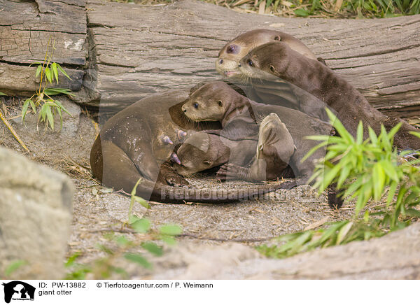 Riesenotter / giant otter / PW-13882