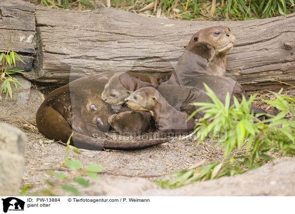 Riesenotter / giant otter / PW-13884