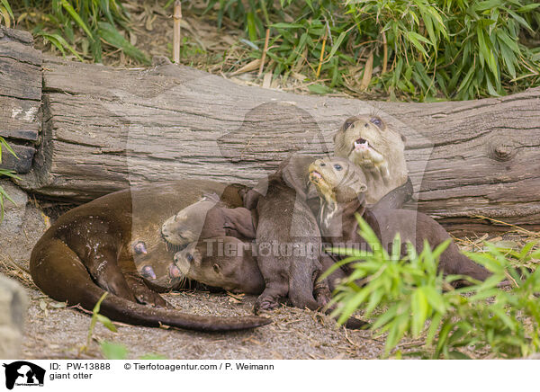 Riesenotter / giant otter / PW-13888