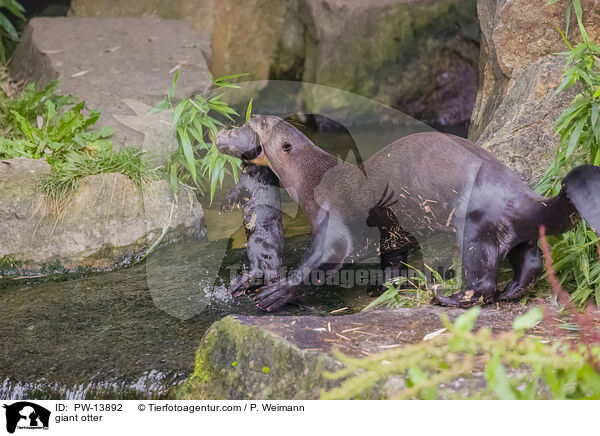 Riesenotter / giant otter / PW-13892