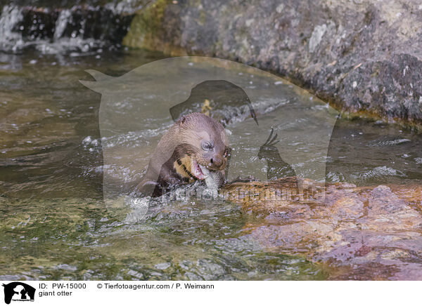 Riesenotter / giant otter / PW-15000