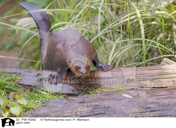 Riesenotter / giant otter / PW-19392