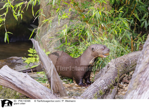 Riesenotter / giant otter / PW-19396
