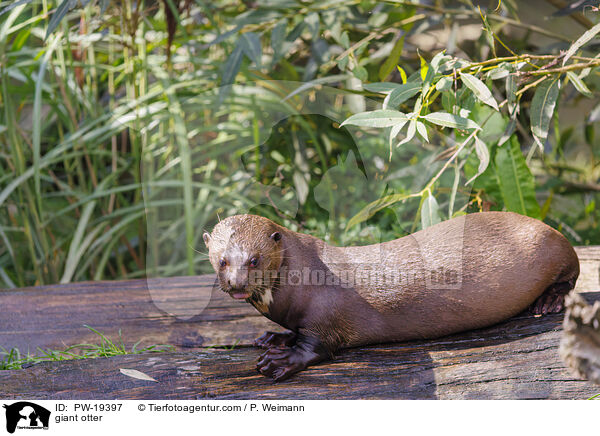 Riesenotter / giant otter / PW-19397
