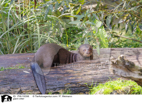 Riesenotter / giant otter / PW-19398