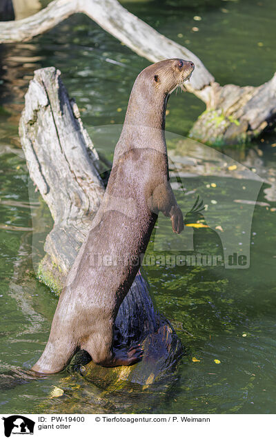 Riesenotter / giant otter / PW-19400