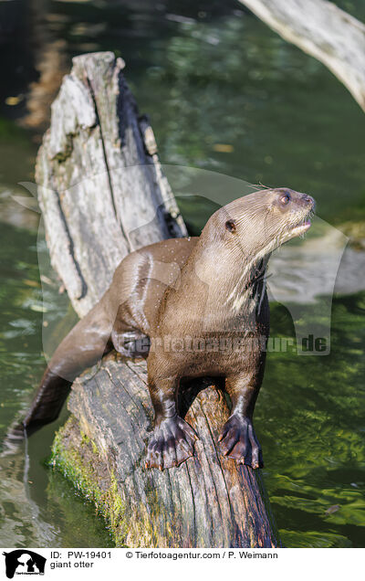 Riesenotter / giant otter / PW-19401