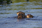 giant otter