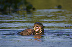 giant otter