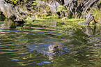 giant otter