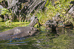 giant otter