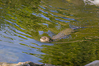 giant otter
