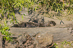 giant otter