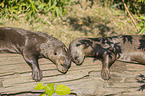 giant otter