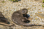 giant otter