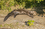 giant otter