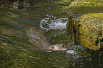 giant otter