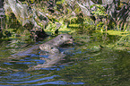 giant otter