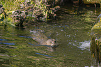 giant otter