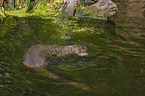 giant otter