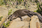 giant otter