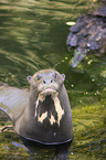 giant otter