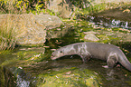 giant otter