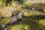 giant otter