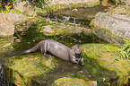 giant otter