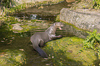 giant otter