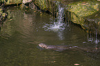 giant otter