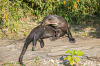 giant otter