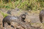 giant otter