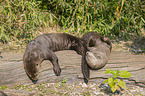 giant otter